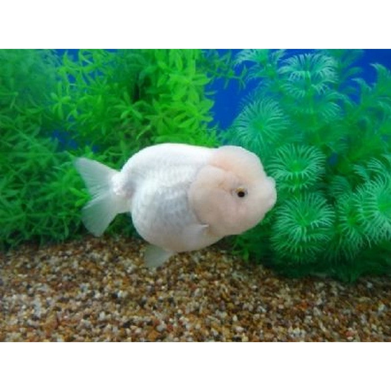 White Ranchu Goldfish