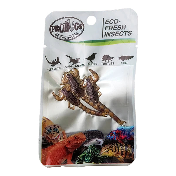 ProBugs Eco Fresh Insects Scorpions 3pcs
