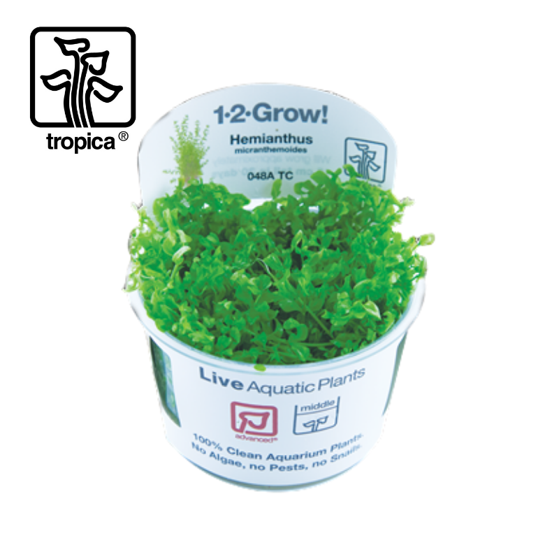 Tropica In-Vitro 1-2-Grow! Hemianthus Micranthemoides