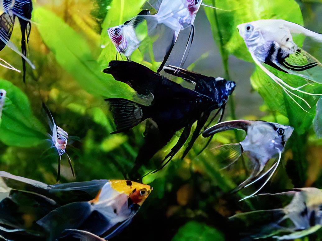 Assorted Angelfish Pterophyllum Scalare