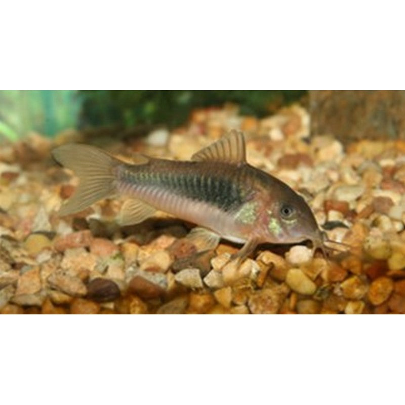 Bronze Corydoras Catfish