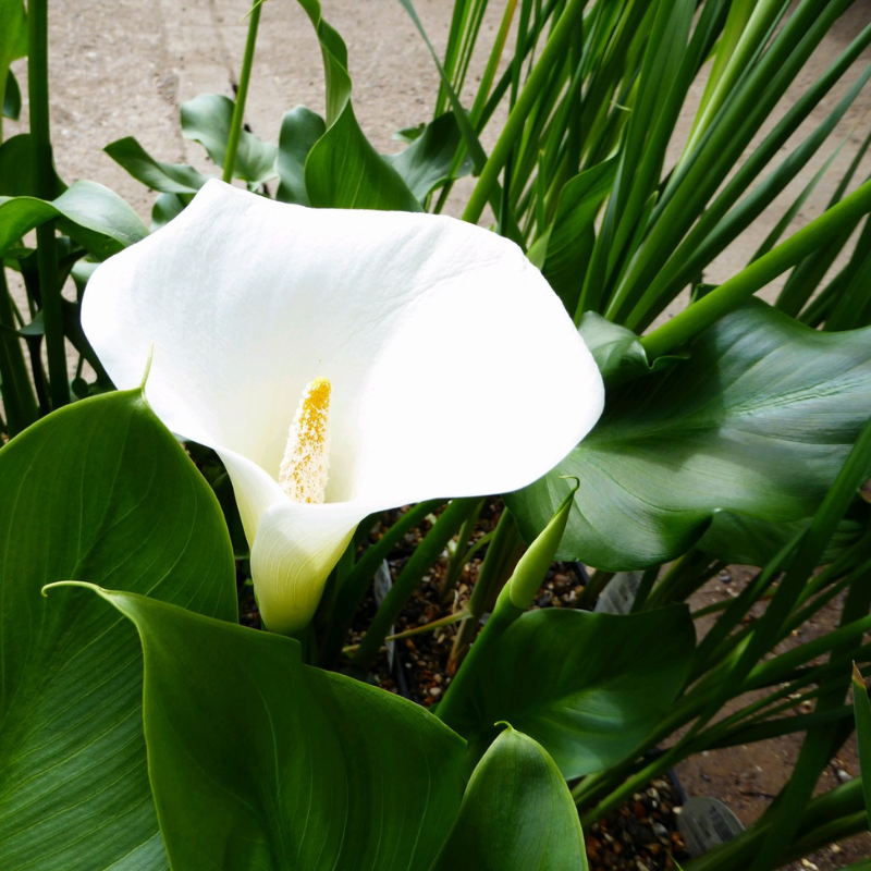 Zantedeschia Aethiopica 'Crowborough' Arum Lily 1Ltr Pond Plant