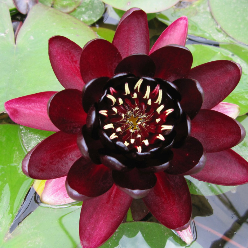 Nymphaea Black Princess Water Lily