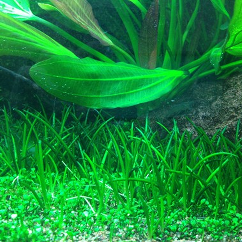 Tropica In-Vitro 1-2-Grow! Littorella Uniflora