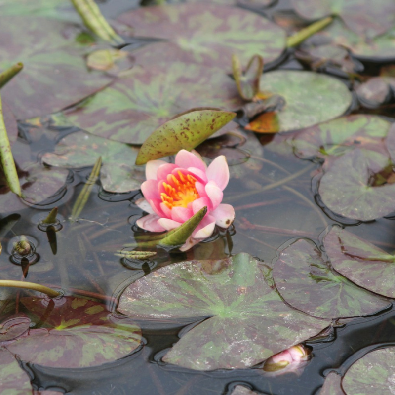 N. Aurora Water Lily