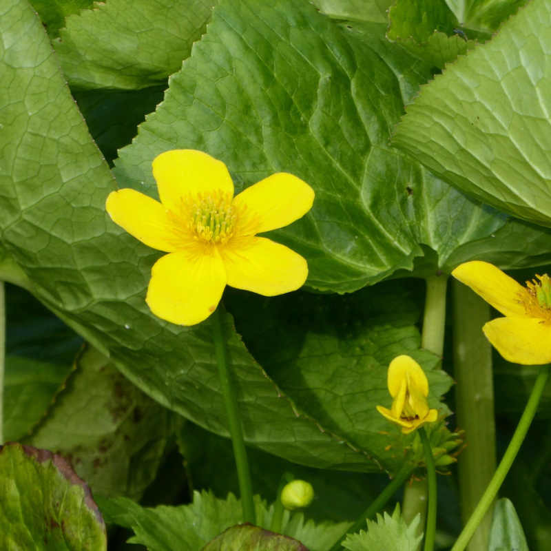 Калужница дерево фото Caltha Palustris Polypetala Giant Marsh Marigold Real Aquatics