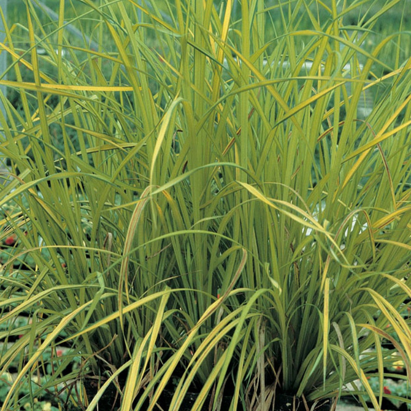 Craex Riparia Carex Riparia Greater Pond Sedge | Real Aquatics