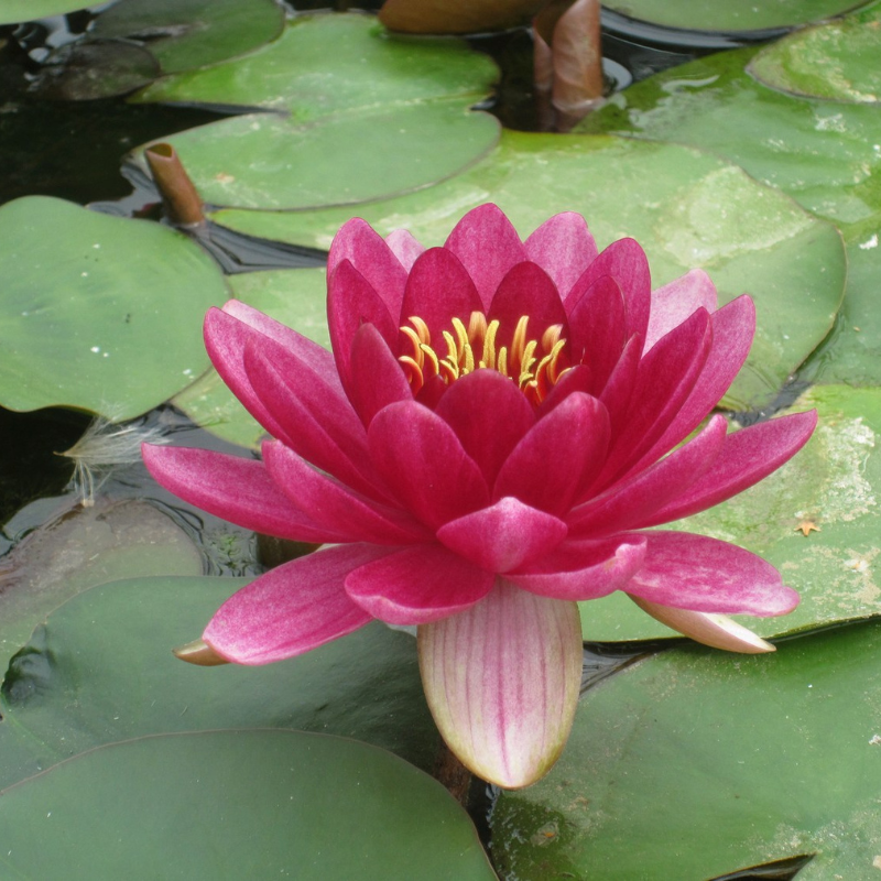Nymphaea Perrys Baby Red Water Lily