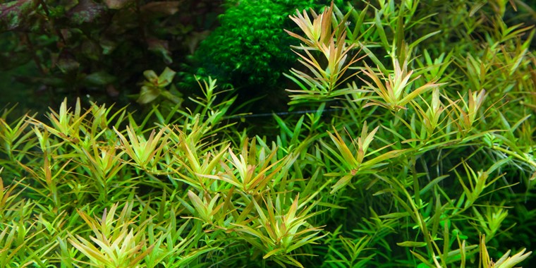 Tropica In Vitro 1-2-grow! Rotala 'Vietnam H'ra'