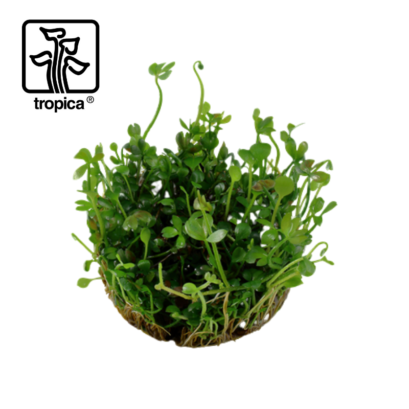 Tropica In-Vitro 1-2-Grow! Marsilea Hirsuta