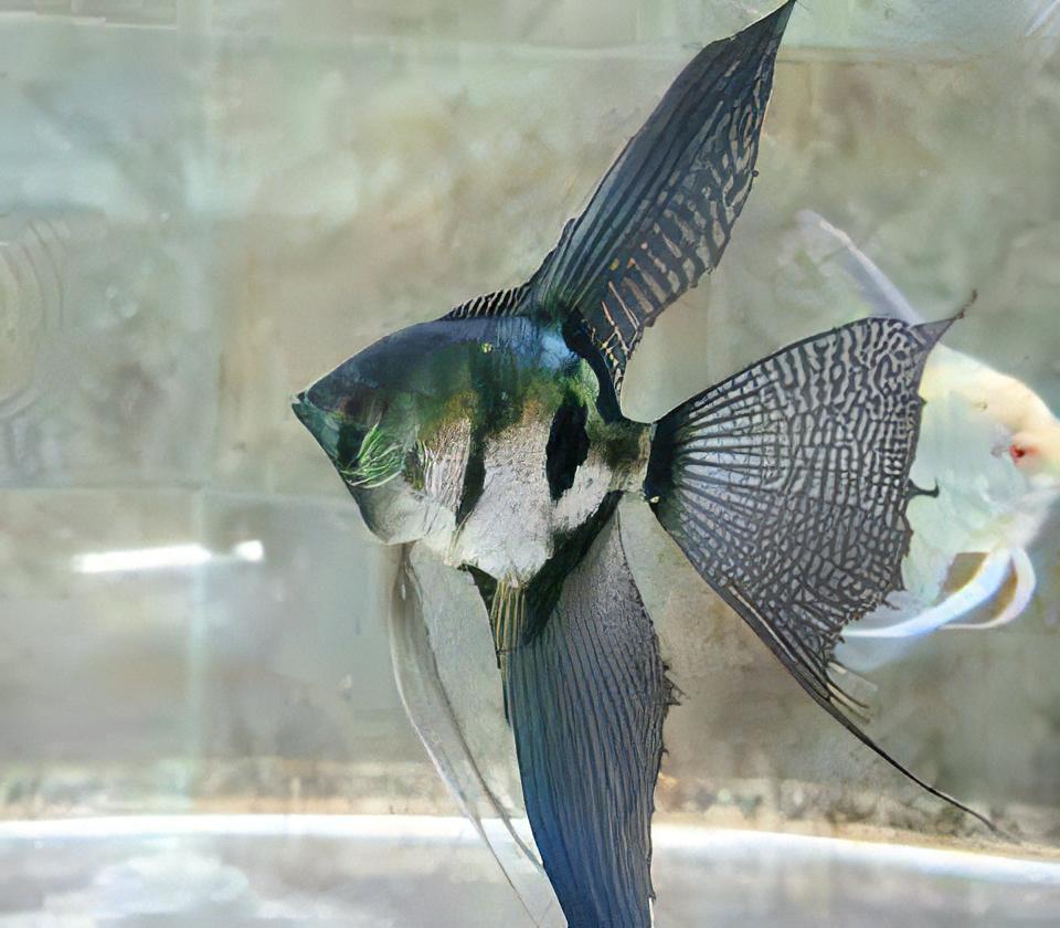 Pinoy Green Ghost Angelfish Pterophyllum Scalare 5cm - Real Aquatics