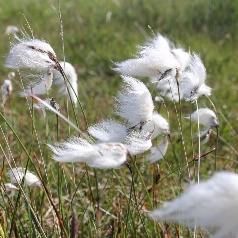 Eriophorum Angustifolium Common Cotton Grass