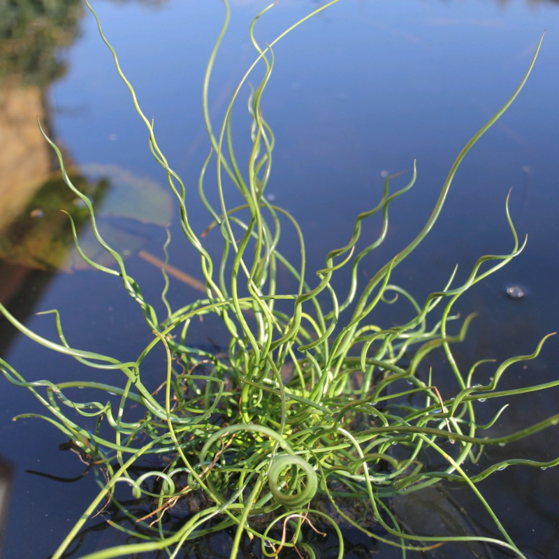 Juncus Effusus Spiralis Corkscrew Rush 5Ltr Pond Plant