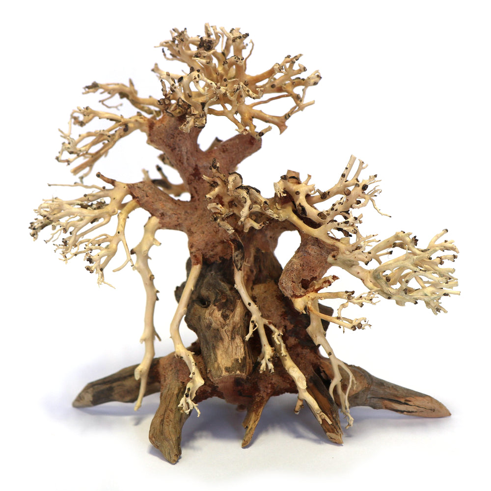 Bonsai Tree Banyan Hand Carved Aquascape Small 20 x 20 x 12cm