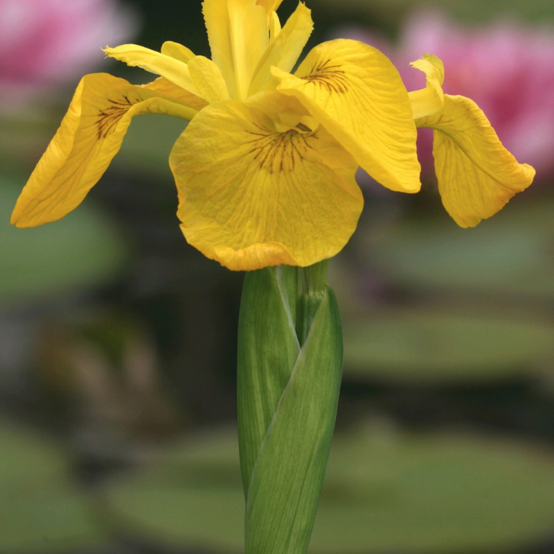 Iris Pseudacorus Yellow Flag