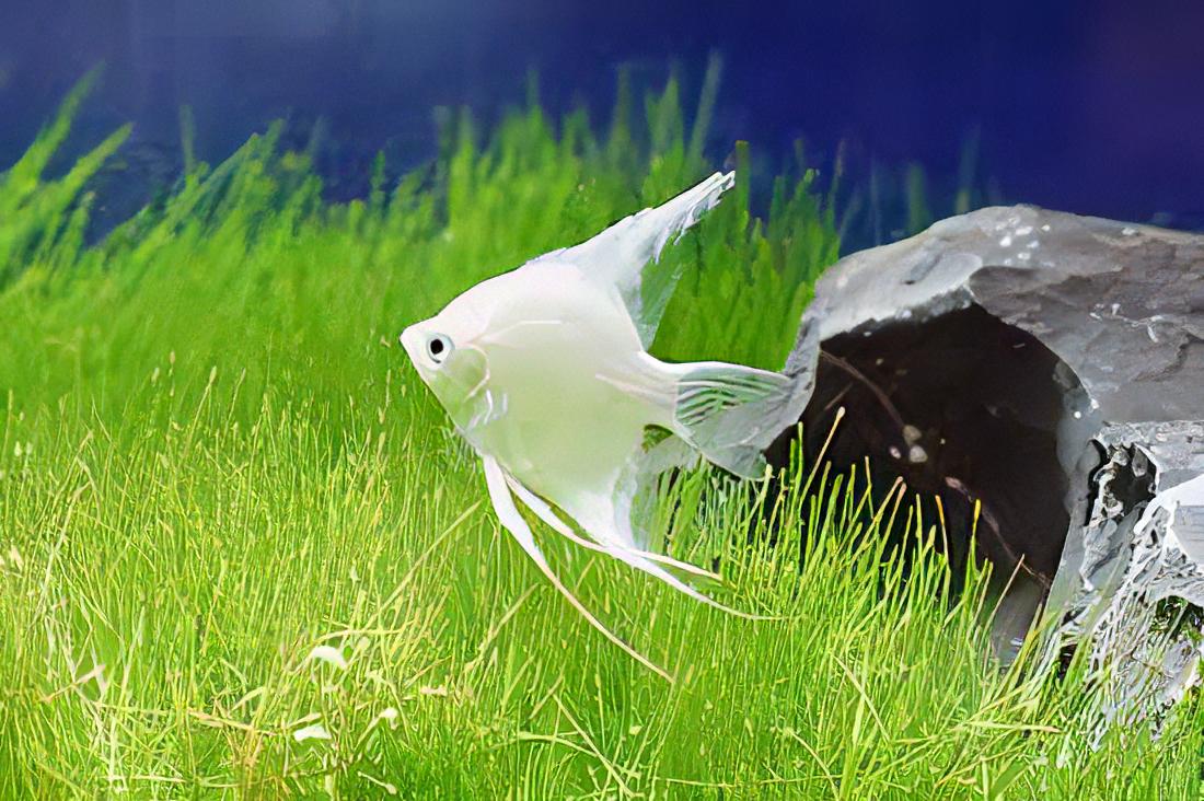 Platinum Angelfish Pterophyllum Scalare - Real Aquatics