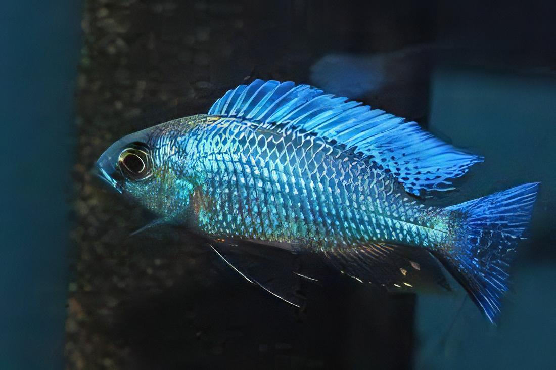 Haplochromis Chrysonotus Malawi African Cichlid