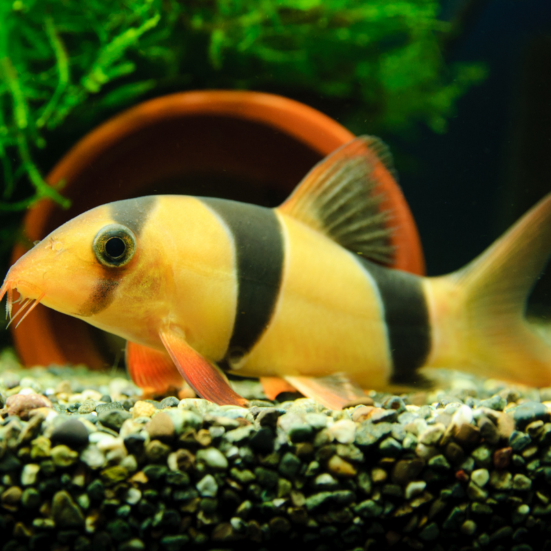 Clown Loach Small 2-3
