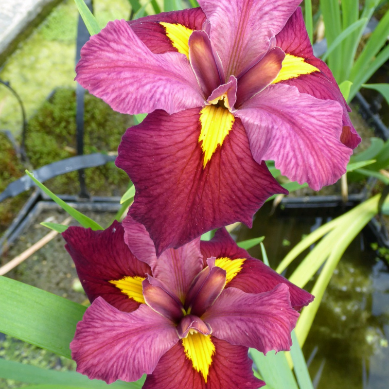 Iris Louisiana Ann Chowning