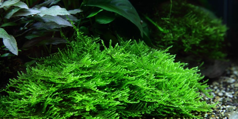 Tropica In Vitro 1-2-grow! Taxiphyllum 'Spiky'