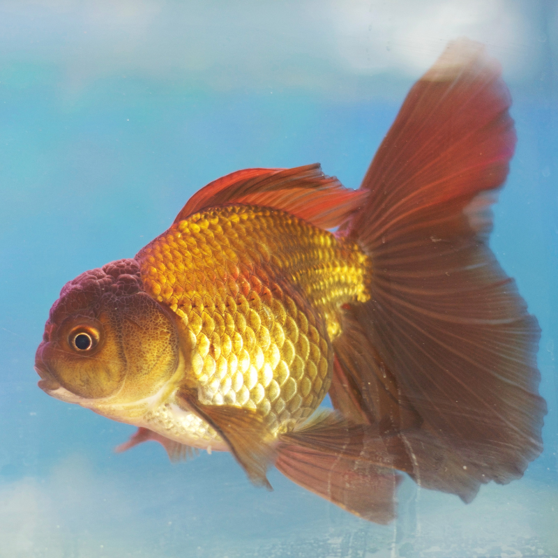 Chocolate / Green Oranda Goldfish 2-3"