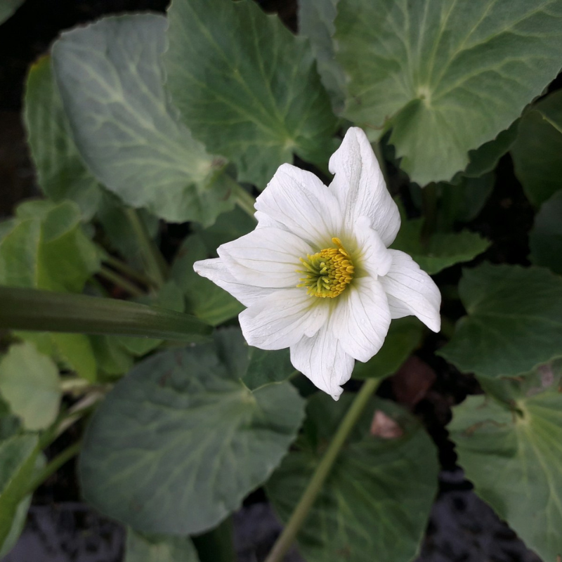 Caltha Leptosepala White Broadleaved Marsh Marigold