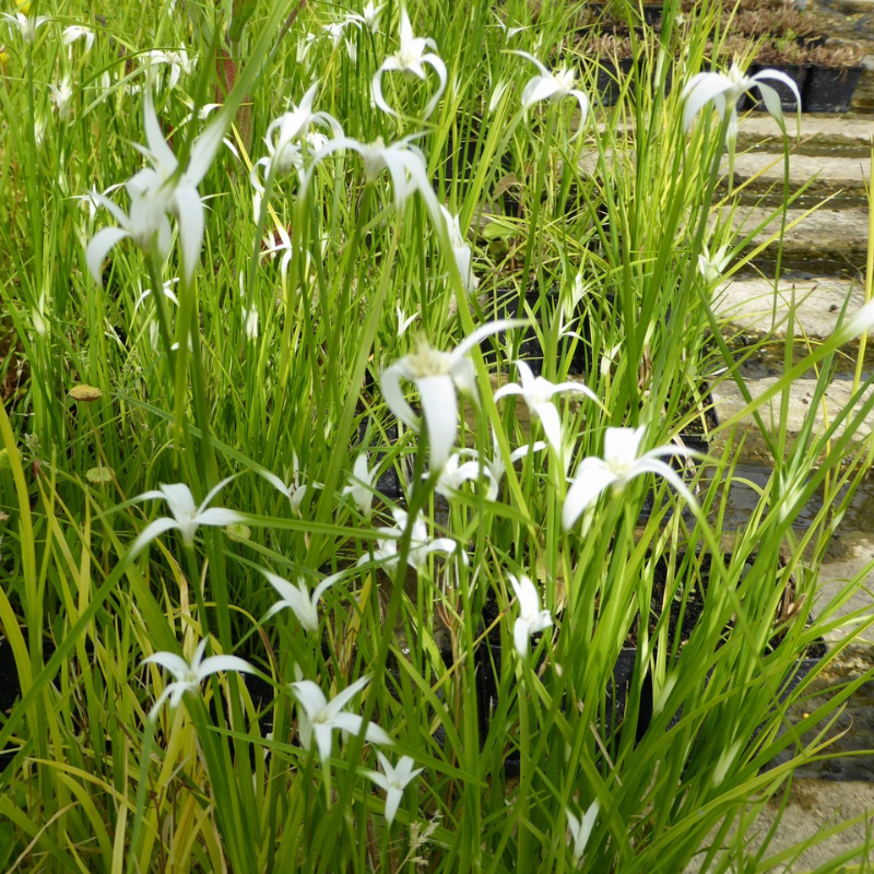 Dichromena Colorata White Star Grass