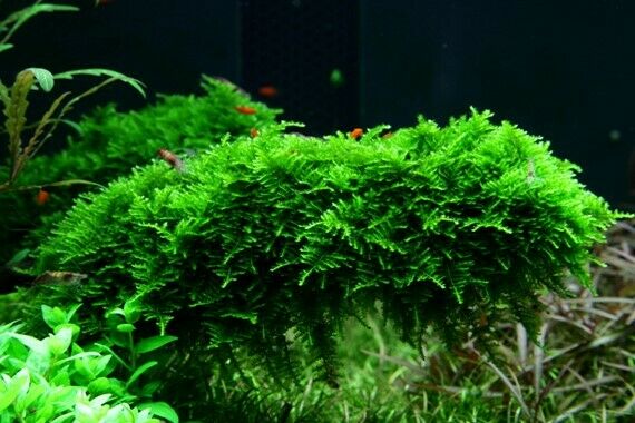 Tropica In Vitro 1-2-grow! Vesicularia dubyana 'Christmas'