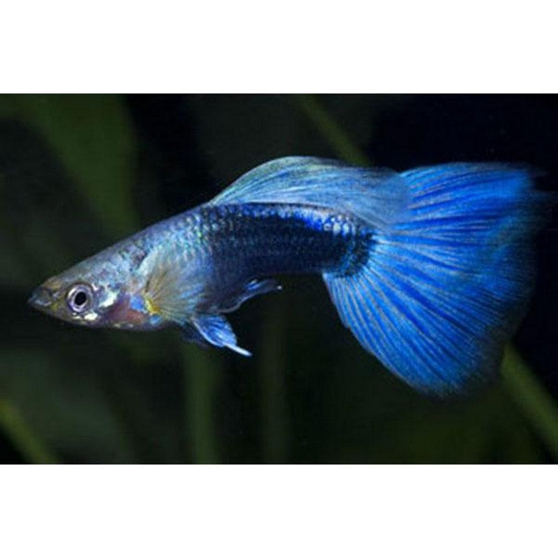 Blue Tuxedo Male Guppy