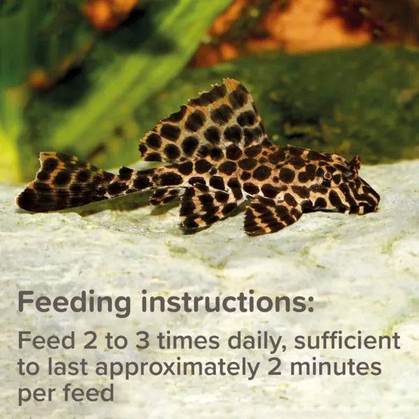 King British Plecostomus Food Tablets 50g - Real Aquatics