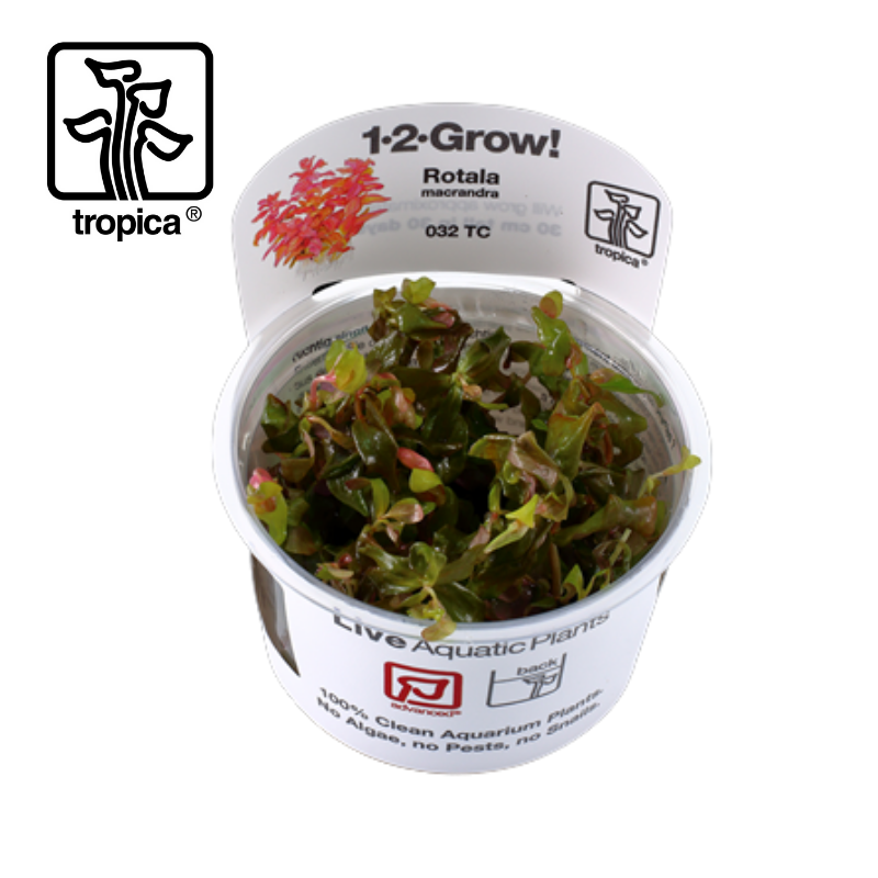 Tropica In-Vitro 1-2-Grow! Rotala Macrandra