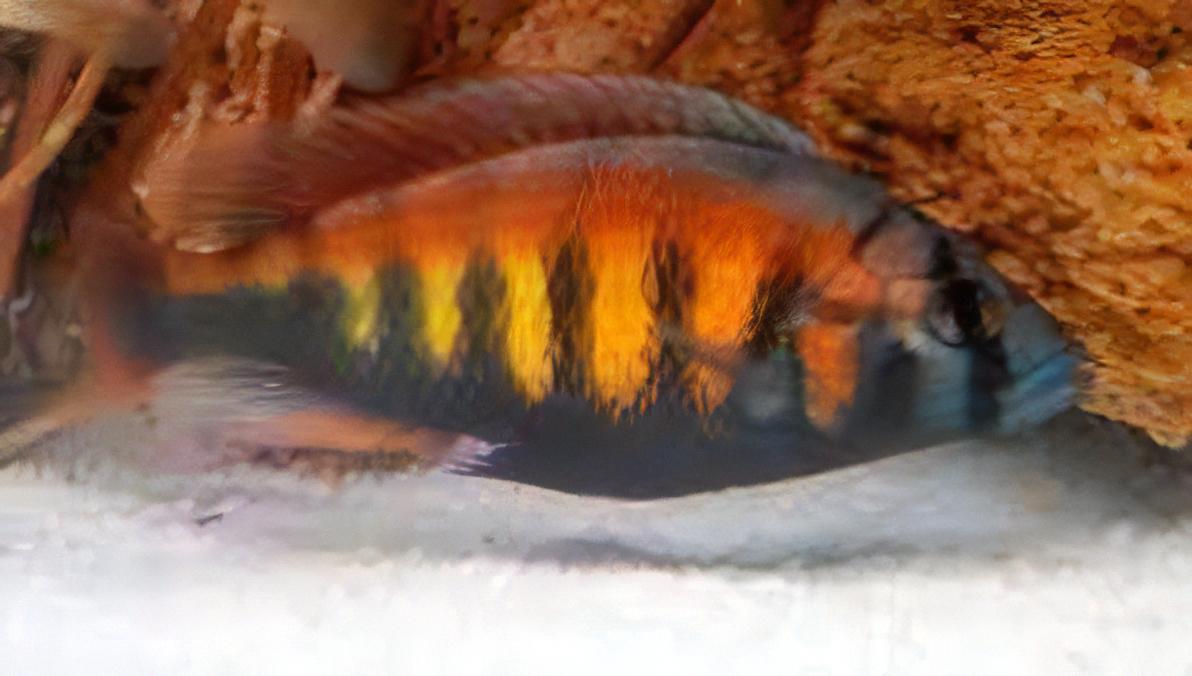 Haplochromis Pundamilia Crimson Tide Victoria African Cichlid