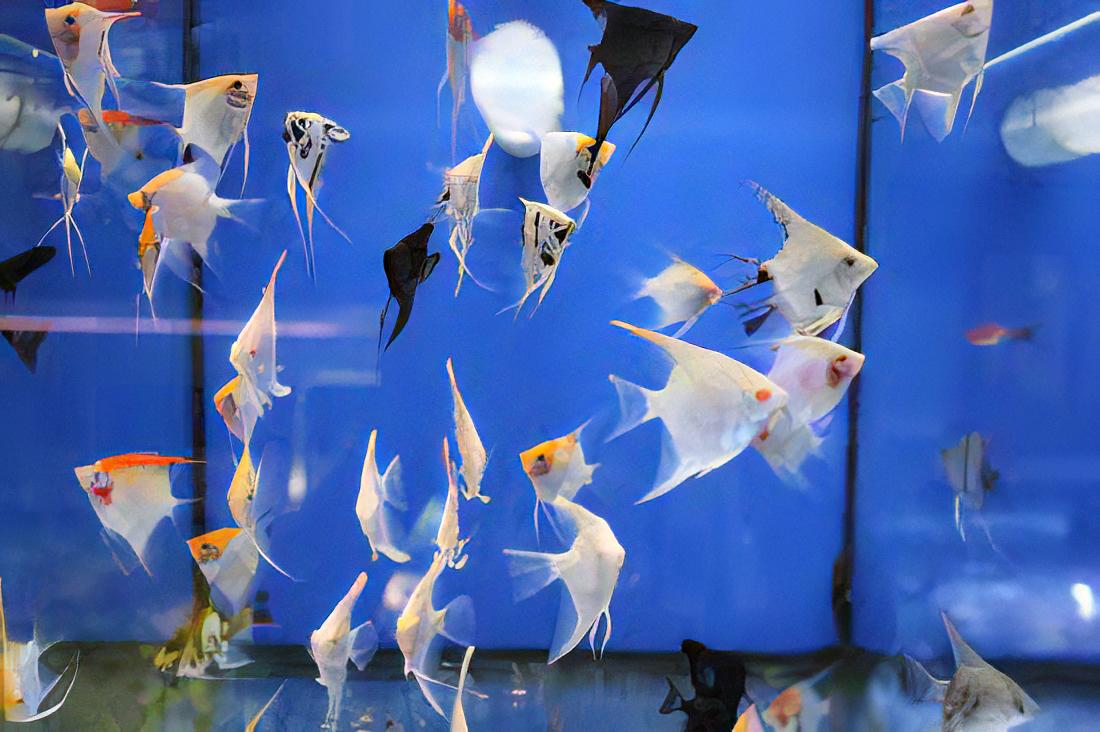 Assorted Angelfish Pterophyllum Scalare