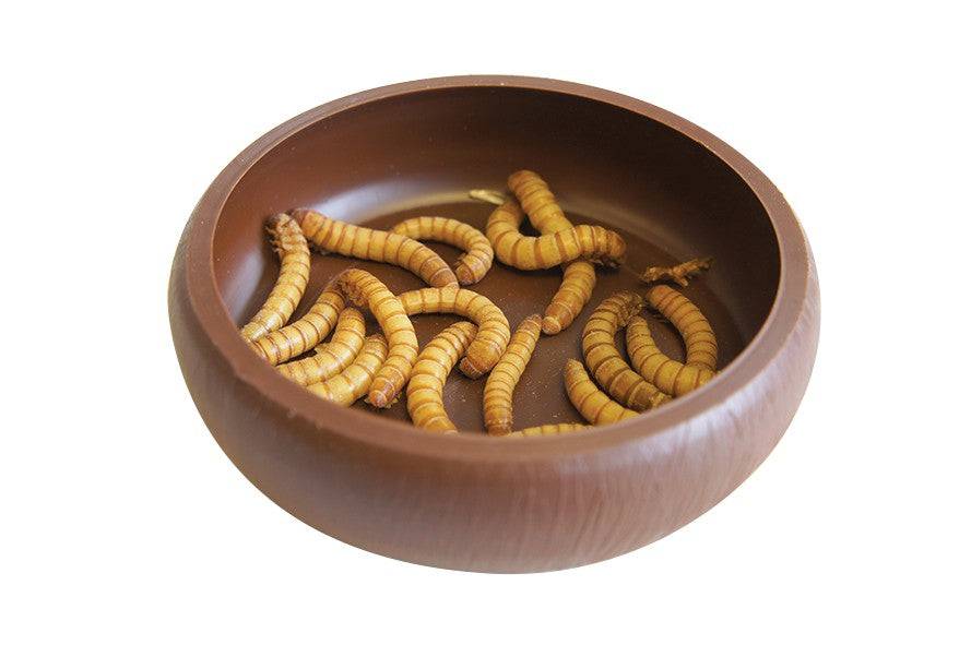 Komodo Mealworm Dish - Real Aquatics