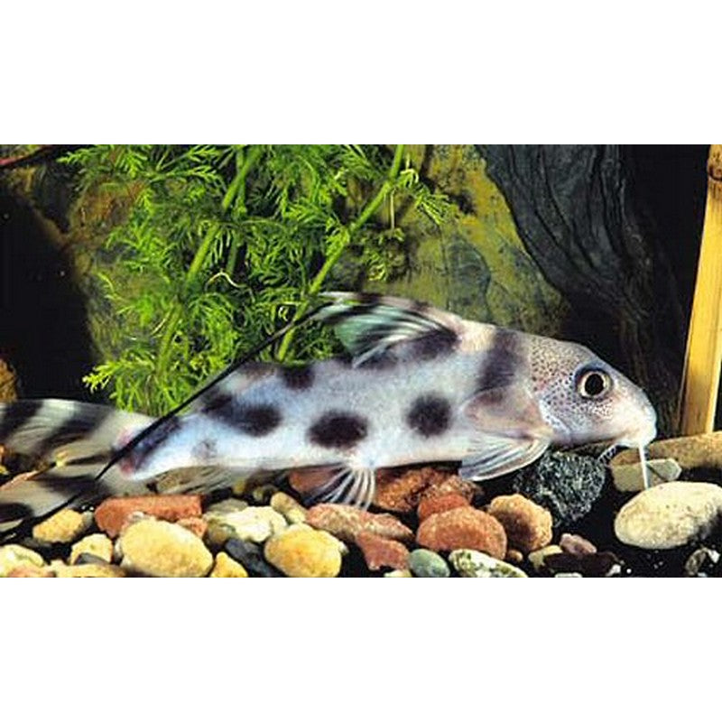 Clown Synodontis Catfish