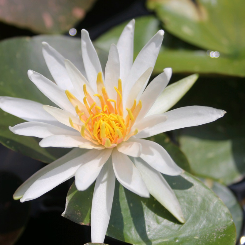Nymphaea Arc-En-Ciel Water Lily