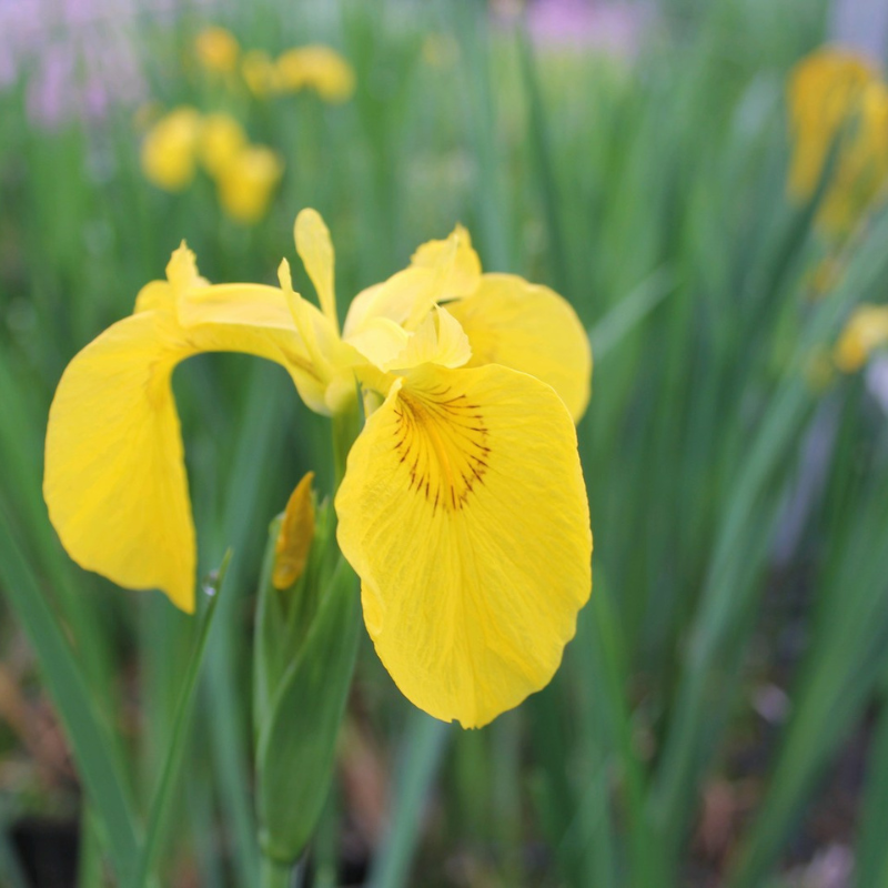 Iris Pseudacorus Yellow Flag