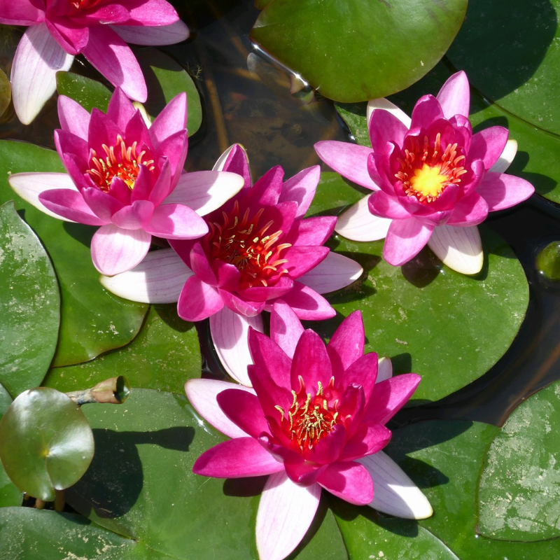 Nymphaea Xiafei Water Lily