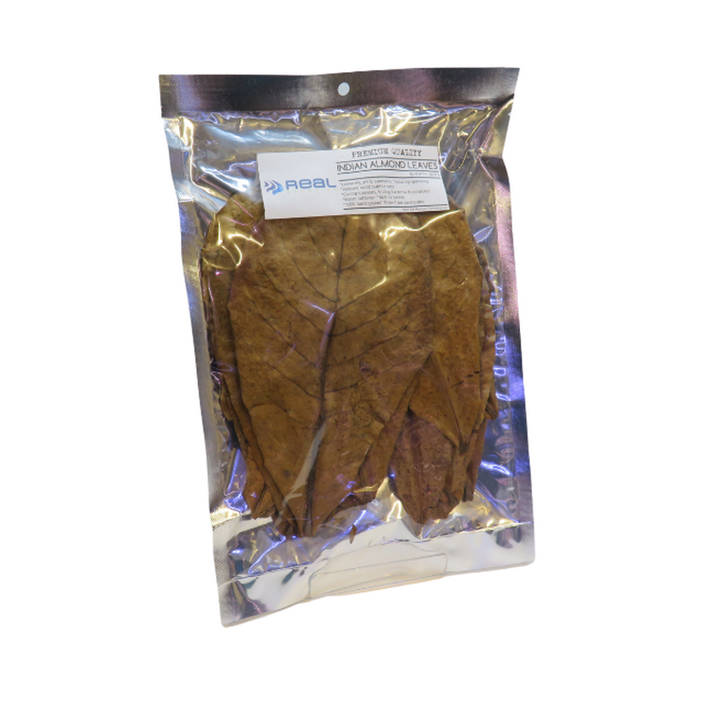 Catappa Indian Almond Leaves (XL) x20