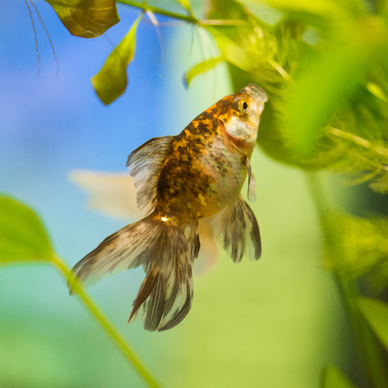 Calico Fantail Fancy Goldfish 3-4"