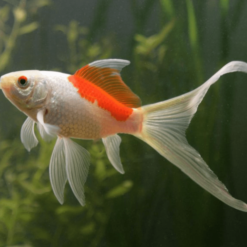 Sarasa Goldfish 5-6" - Real Aquatics