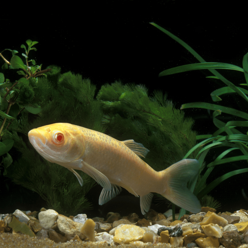 Albino Grass Carp 2-3" - Real Aquatics