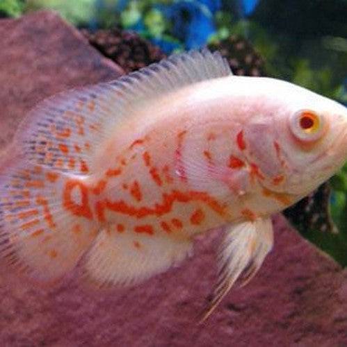 Albino Oscar Cichlid - Real Aquatics