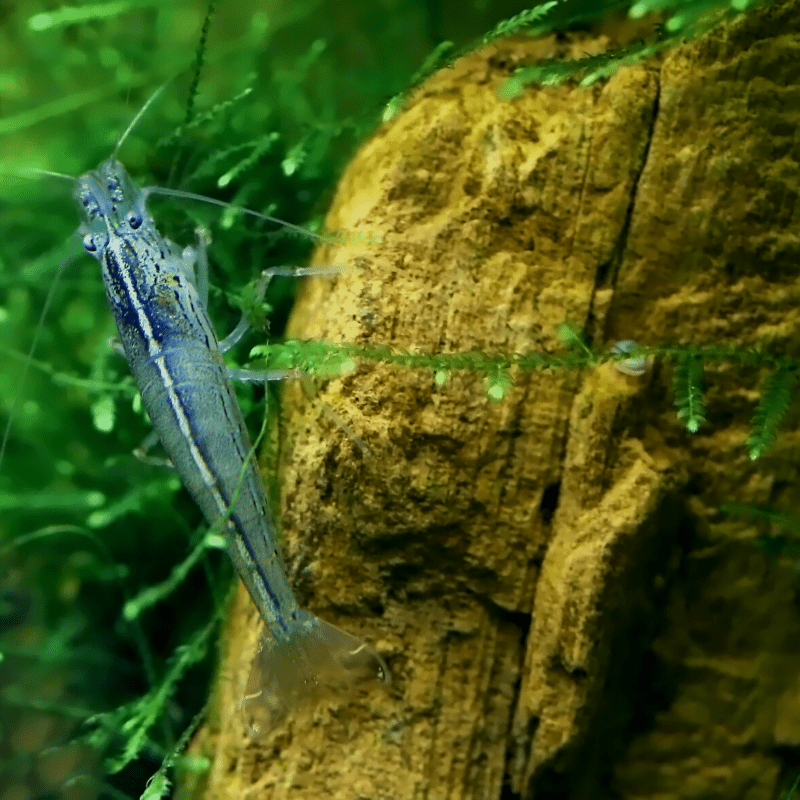 Amano Yamato Japonica Shrimp - Real Aquatics