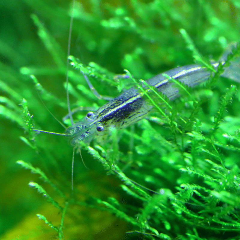 Amano Yamato Japonica Shrimp - Real Aquatics