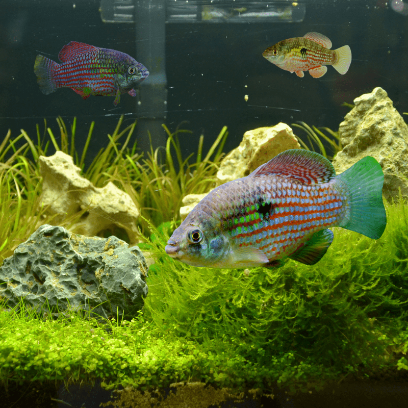 American Flag Fish - Real Aquatics