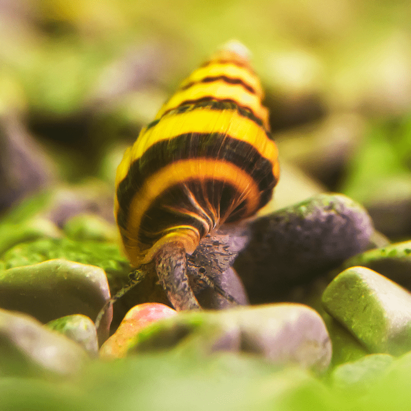 Assassin Snail - Real Aquatics