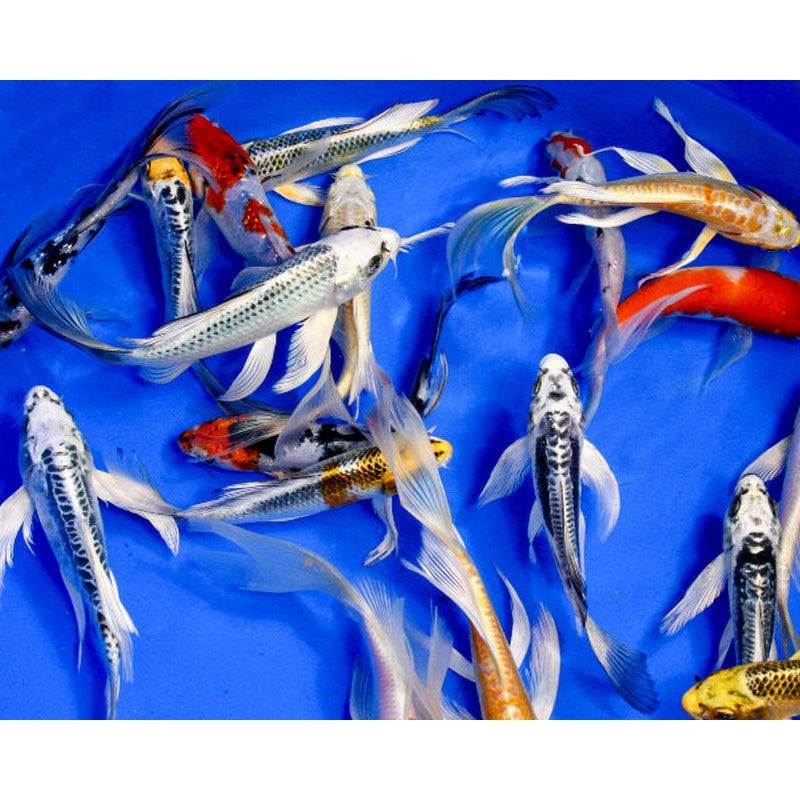 Assorted Butterfly Koi 3-4" - Real Aquatics