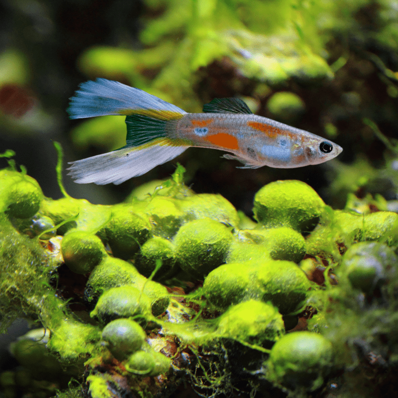 Assorted  Lyre Tail Male Guppy - Real Aquatics