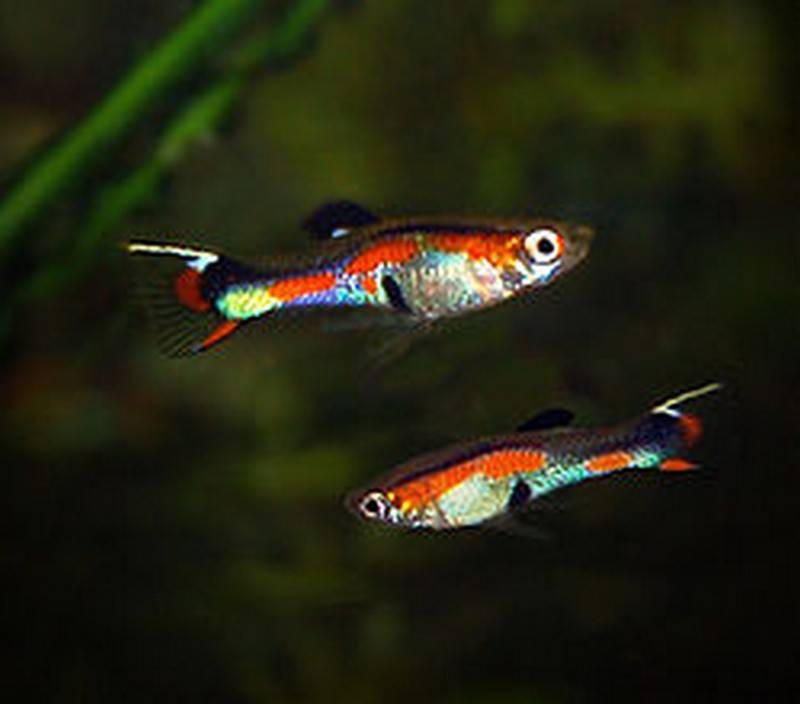 Assorted Male Endler Endler's Guppy - Real Aquatics